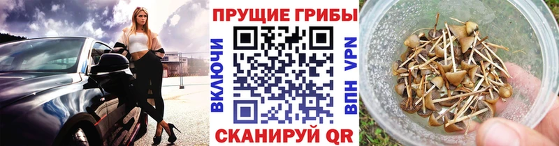 Купить  Дзержинск  Псилоцибиновые грибы Psilocybe 